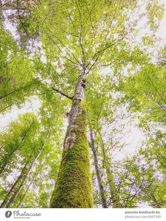Waldluft - Baum von unten - Blick in den Himmel - Baumkrone - grün Baumstamm Rinde Blätter Stamm Baumstamm im Vordergrund Blick nach oben Natur Naturerlebnis