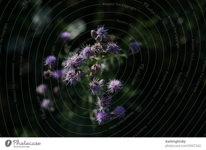 Blüten einer lilafarbigen Distel von oben gesehen am Wegesrand Natur Makroaufnahme grün Blume stachelig Stachel Pflanze violett lilac Umwelt Farbfoto Sommer