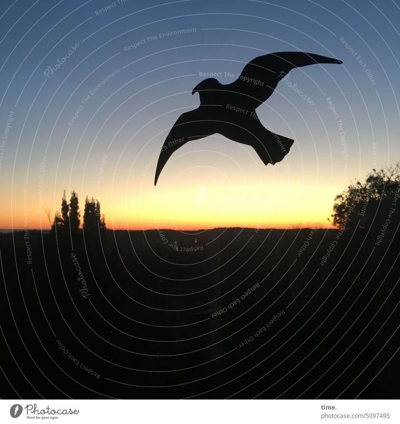 Scheibenwache Raubvogel Vogel Glasscheibe fenster Durchblick Horizont Dämmerung Sonnenuntergang Abend Abendlicht Stimmung Melancholie Kunststoff Silhouette Baum