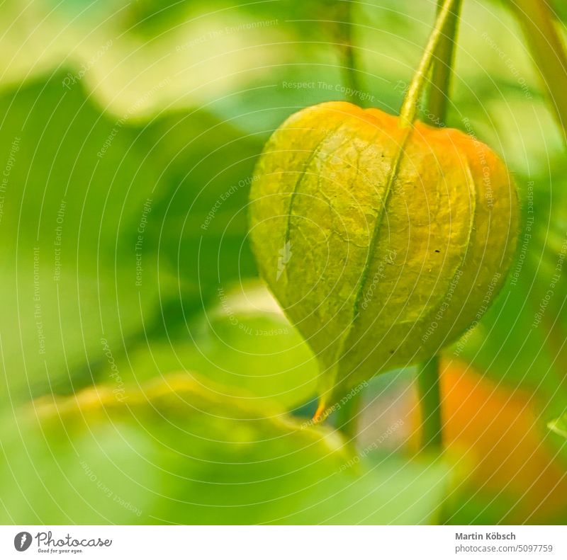Nicht reife Physalis, Kapstachelbeere hängt am Strauch. Orange Frucht mit grünen Blättern Garten Vitamin C Gesundheit Pflanze Haut orange gelb kreisen roh süß