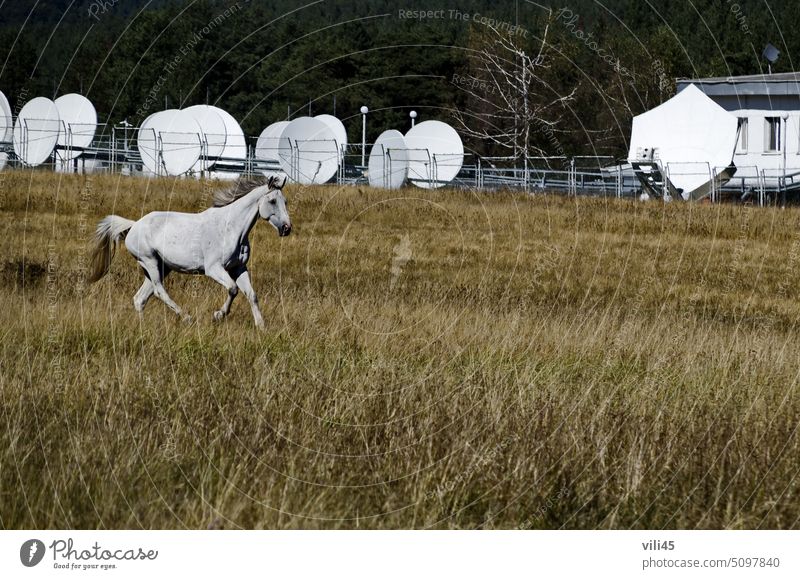 Berglandschaft und schönes Pferd auf einer Herbstwiese, Plana-Gebirge, Bulgarien Berge u. Gebirge Landschaft Tier Säugetier Tierwelt Weide Wald läuft weg