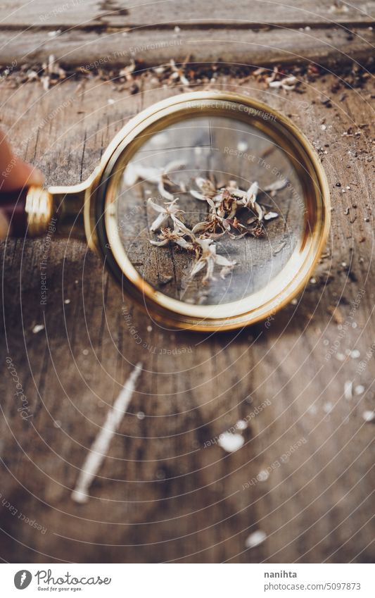 Retro-Holz-Hintergrund mit einer Linse und ein wenig weißen Blumen Hinweis altehrwürdig Detektiv Glas Textur hölzern Erkundung vergrößernd retro Grunge geblümt