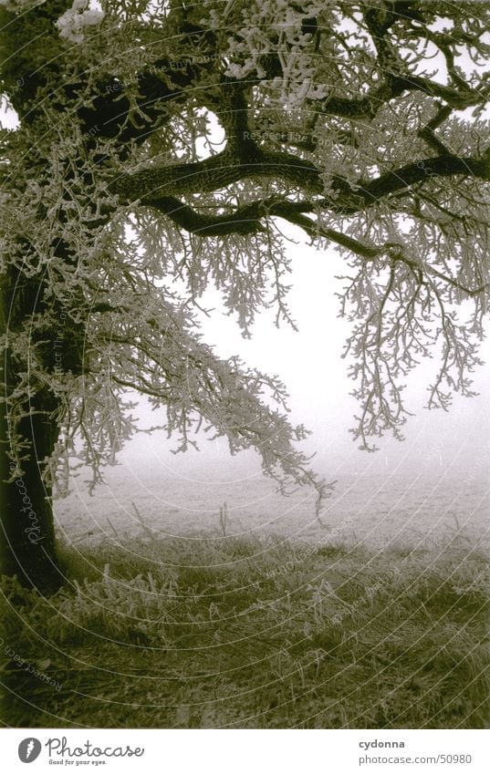 Baum Winter Raureif kalt Eindruck Wiese Nebel Romantik Einsamkeit Schwarzweißfoto Frost Schnee Ast Landschaft