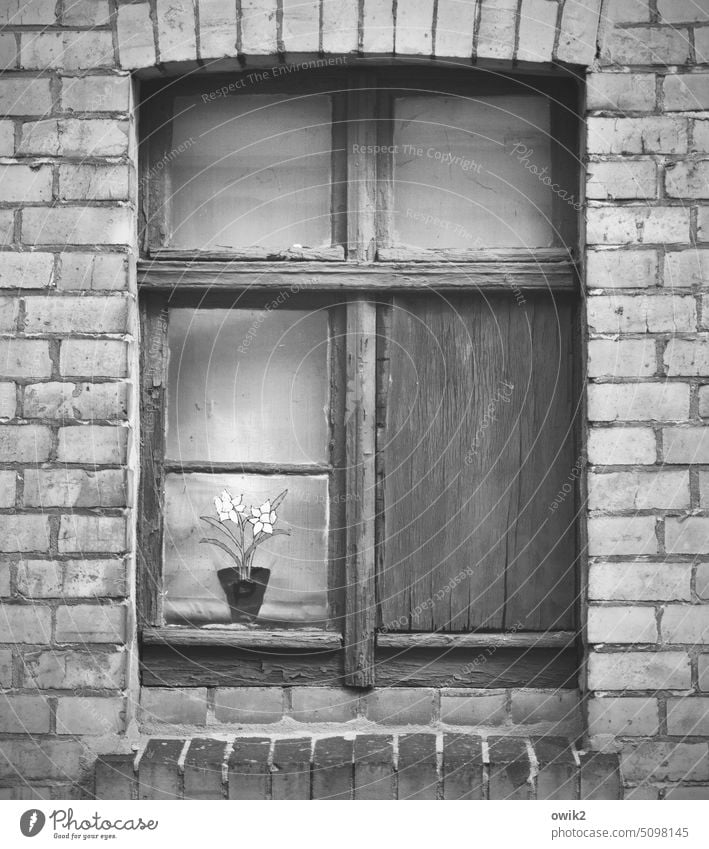 Früher war alles besser Fenster Haus Häusliches Leben Fassade alt Blume Kunstblume verwittert Wand gealtert Detailaufnahme Oberfläche verschlissen Dekor