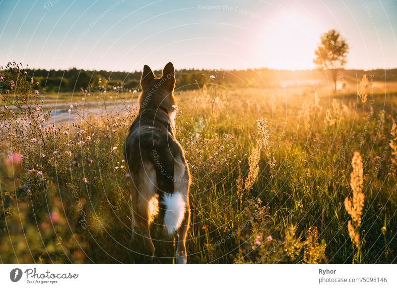 Mixed Breed Dog Walking In Sommer Wiese Gras bei Sonnenuntergang Zeit. Abend Sommer Sonnenlicht. Sonnenschein Natur niedlich reinrassig Tier Licht schön