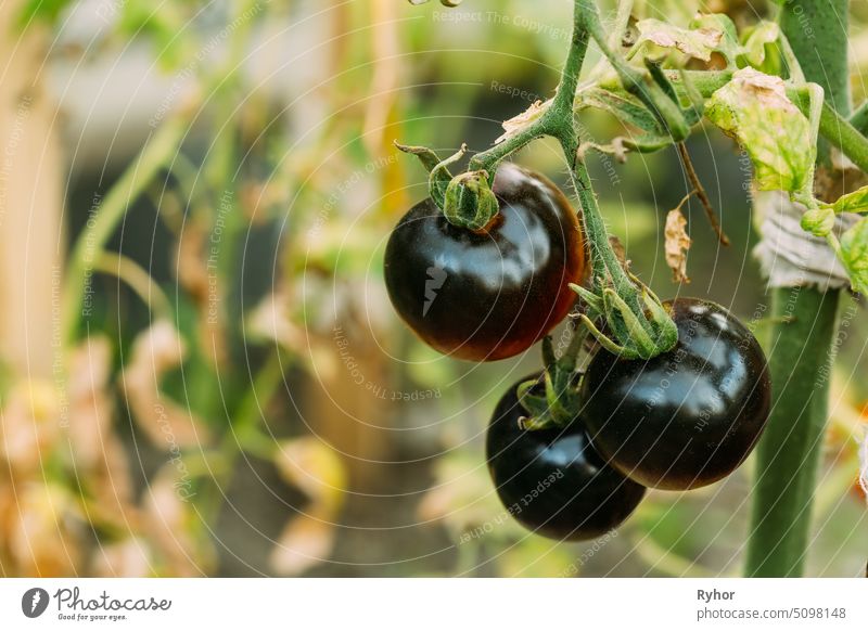 Schwarze Wachsende Bio-Tomate. Selbstgezogene Tomaten im Gemüsegarten Gesundheit Produkt Farbe Landwirtschaft eine Buchse Bauernhof organisch Verkaufswagen