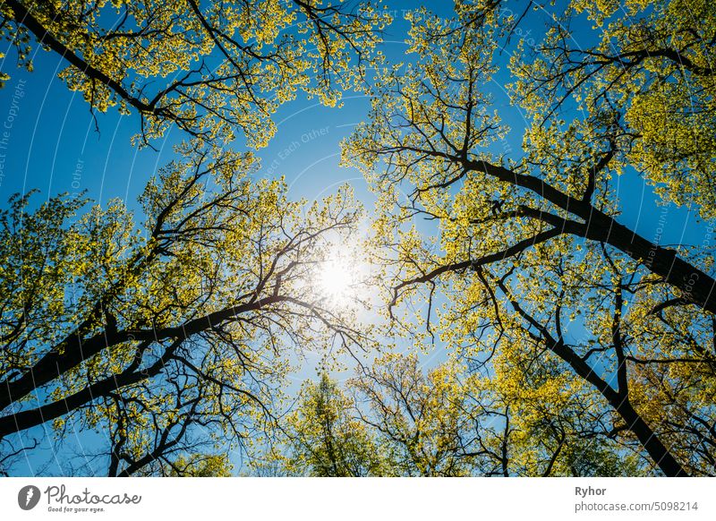 Sun Shining Through Canopy Of Tall Trees With Young Spring Folliage Leaves. Sonnenlicht im Laubwald, Sommer Natur. Zweige der Wälder schön Ast hell Schutzdach