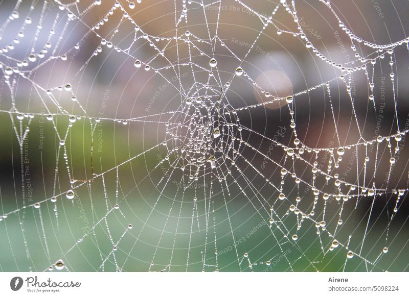 Natur verbunden | versponnen und benetzt Spinnennetz Wassertropfen Perlen Netz strukturiert Tropfen Tau nass Netzwerk vernetzt schwache Tiefenschärfe Regen