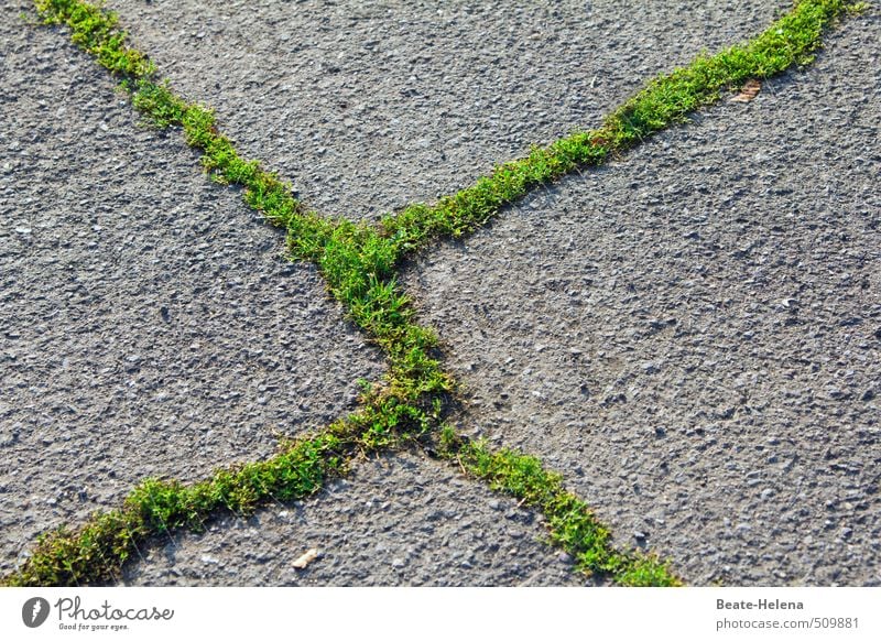 kreuzweise | wie gewachsen Gemälde Umwelt Pflanze Moos Dorf Straße Wege & Pfade Stein Zeichen Ornament Wachstum eckig grau grün anstrengen Wandel & Veränderung