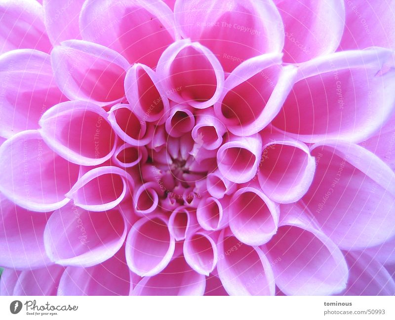 fragile beauty Blüte Pflanze rosa Blütenblatt Blume zart schön