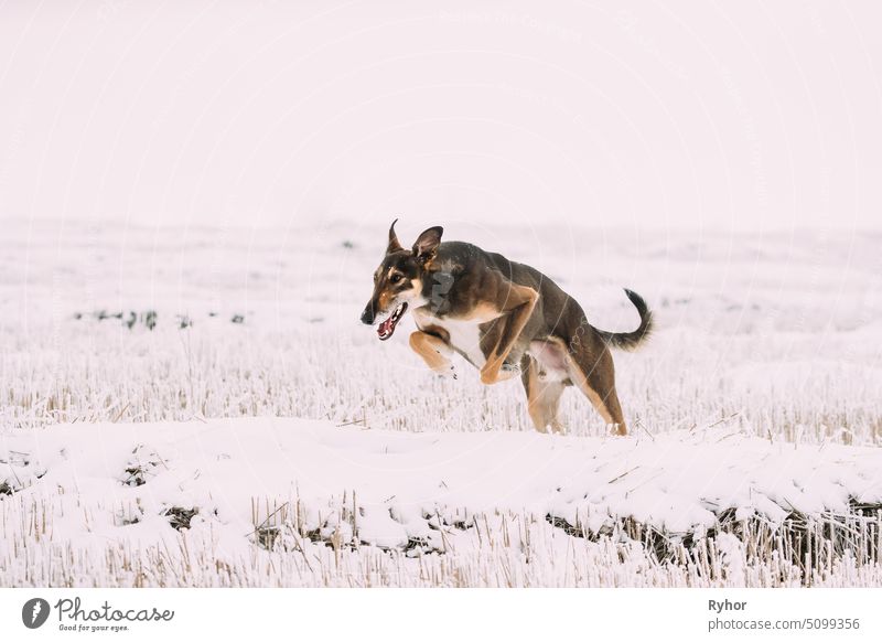 Jagdlicher Windhund Hortaya Borzaya Hund bei der Hasenjagd am Wintertag im verschneiten Feld Horty Reinrassig Stammbaum reinrassig Jagdhund gefrostet Barsoi