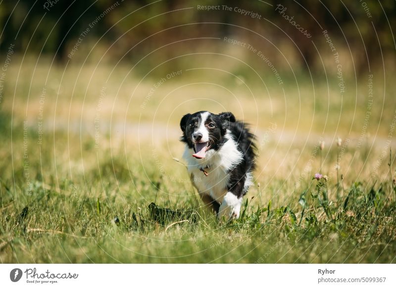 Lustiger kleiner Mischlingshund, der im grünen Gras spielt schön Hund Sommer Tier weiß niedlich laufen reinrassig spielen schwarz im Freien gemischt Park