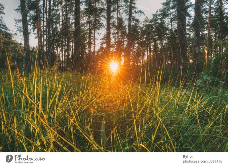 Beautiful Sunset Sunrise Sunshine Through Green Grass In Sunny Summer Forest. Sonnenlicht Sonnenstrahlen im frischen Wald Gras Sonnenuntergang Sonnenschein