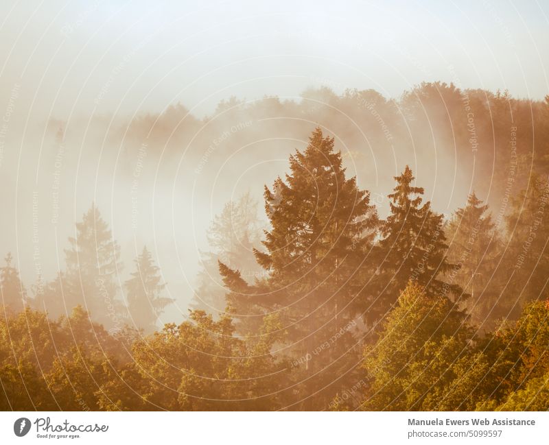 Nebelverhangene Bäume im Waldgebiet baumkronen baumspitzen bäume wald nebel nebelschwaden eingeschränkte sicht dunst november winter herbst tannen retro sepia