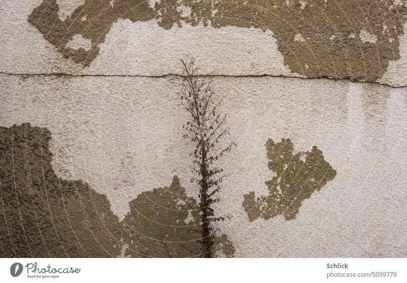 Abgestorben abgeblättert gerissen, tote Pflanze vor einer Wand mit teilweise abgeblätterter weißer Farbe und horizontalem Riss abgestorben braun Außenaufnahme