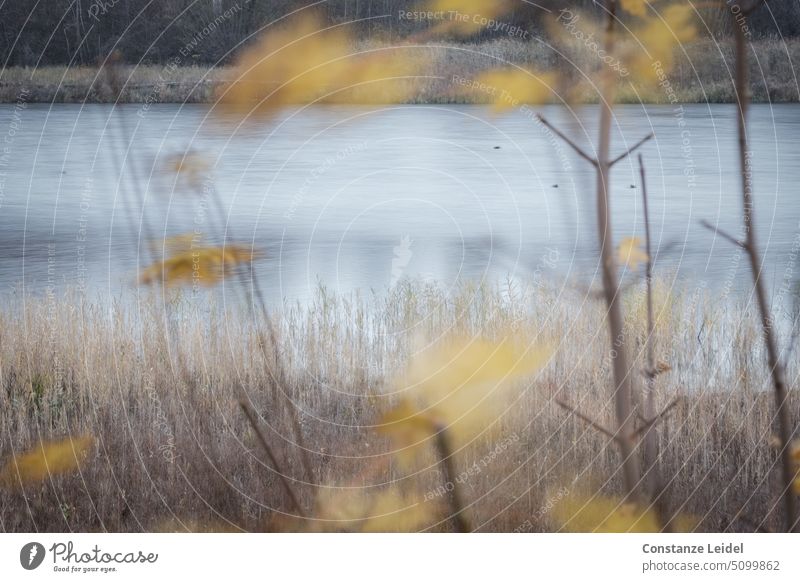 Verschwommene, gelbe, herbstliche Blätter vor See mit Langzeitbelichtung Wasseroberfläche Seeufer Natur Idylle Landschaft ruhig friedlich Menschenleer Erholung