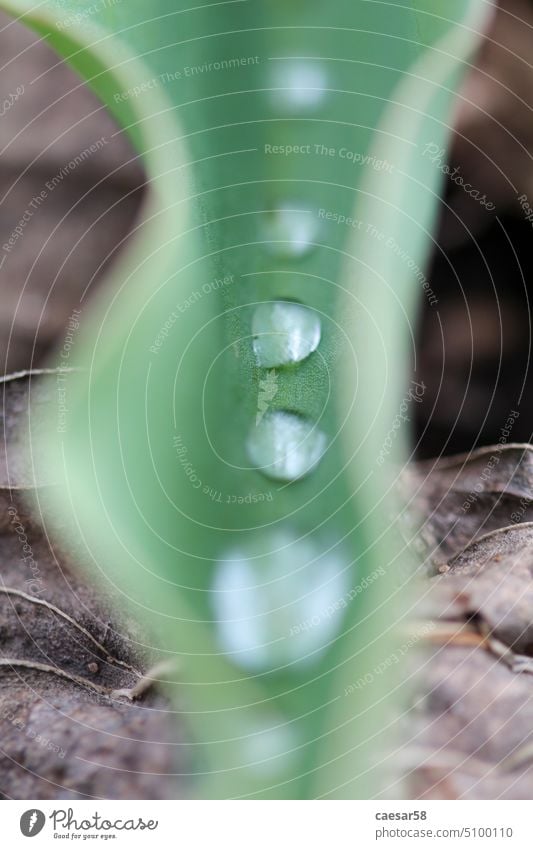 Makroaufnahme von Regentropfen auf einem Blatt grün Wasser Natur Tropfen übersichtlich Nahaufnahme Hintergrund nass abstrakt liquide platschen Reihe Linie