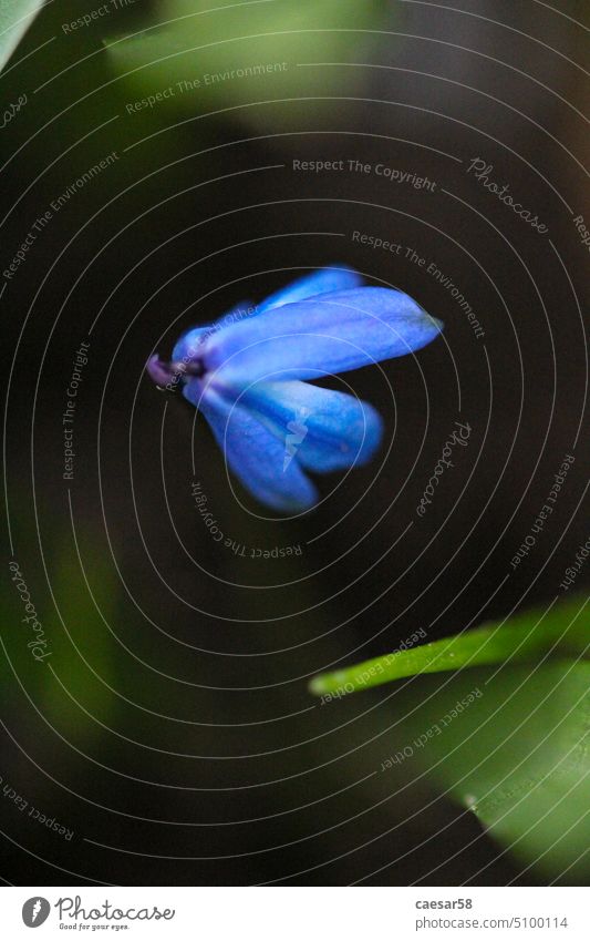 Makroaufnahme einer leuchtend blauen Ringelblume Frühling . Blume Natur Pflanze Blüte Saison grün scilla Hintergrund Schönheit Blütezeit Blatt schön Blütenblatt