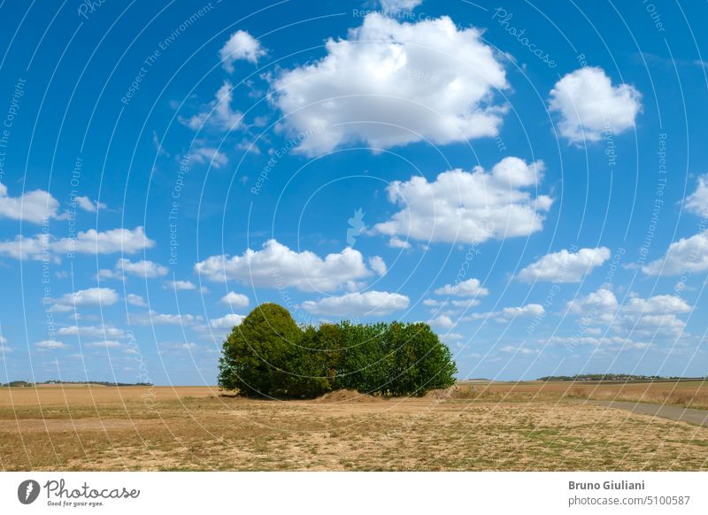 Einzelne Bäume inmitten der Landschaft. Naturlandschaft mit Feldern. Umwelt Ackerbau Wolken kumulonimbus Dürre grün Horizont Wiese Meteorologie natürlich