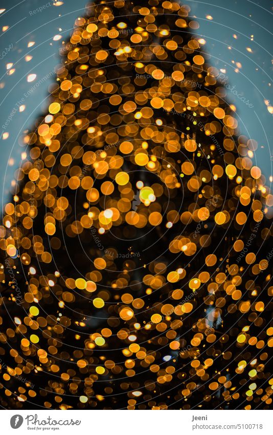 Ein Funkeln um den Weihnachtsbaum Weihnachten & Advent Beleuchtung Tannenbaum weihnachtlich Weihnachtsstimmung Baum Tradition Weihnachtsmarkt stimmungsvoll
