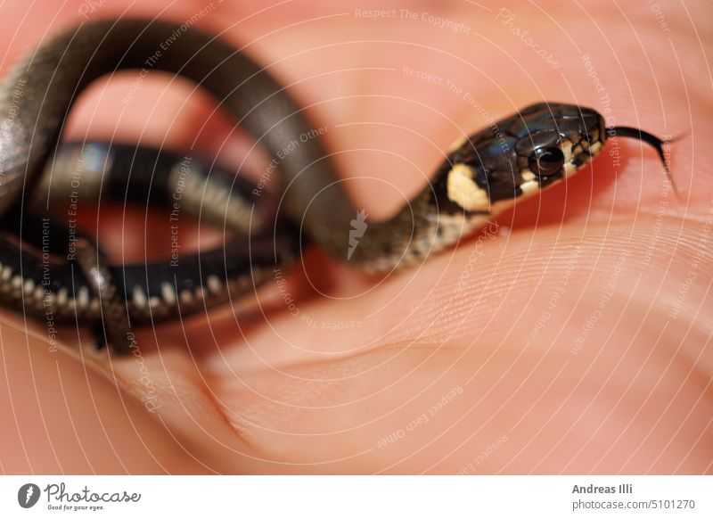 Eine junge Ringelnatter in einer menschlichen Hand Makro & Nahaufnahmen Schlange zerbrechlich Mensch&Natur