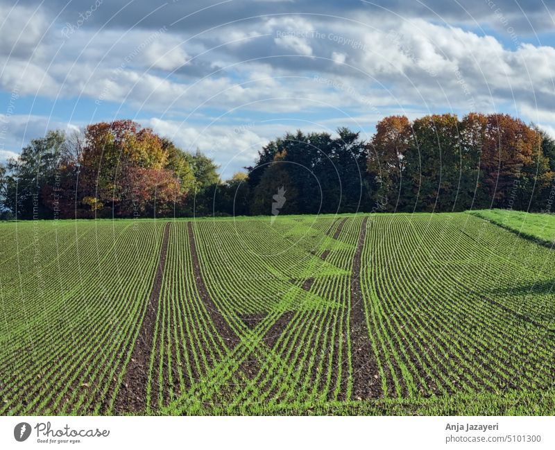 Landwirtschaft im Herbst: Muster junger Saat mit Baumgruppe und Wolken Wetterau Ackerland Muster der Natur Saatreihen Landwirtschaft und Kunst Herbstbäume
