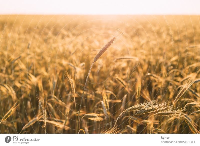 Junge Weizenähren, die im Juni auf einem landwirtschaftlichen Feld wachsen Schonung sonnig Szene Ernte Licht Sommer Ackerbau spica Sonnenlicht Bauernhof