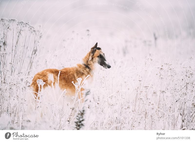 Russischer Wolfshund Jagd-Windhund Russkaya Psovaya Borzaya Hund während der Hasenjagd am Wintertag im verschneiten Feld Russland züchten Barsoi im Freien jung
