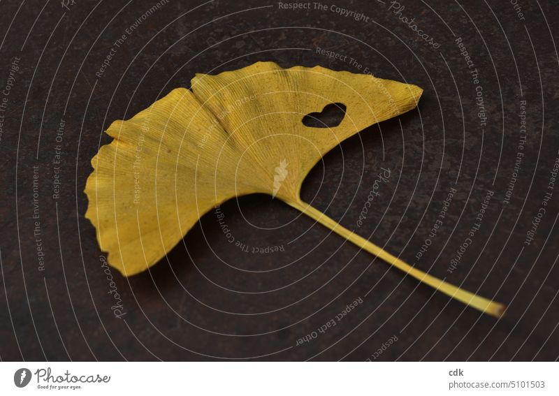 Goldgelbes Ginkgo-Blatt mit Herz | Herzensangelegenheit. Pflanze Baum Natur Herbst Umwelt natürlich Herbstlaub herbstlich Ginkgoblatt Herbstfärbung