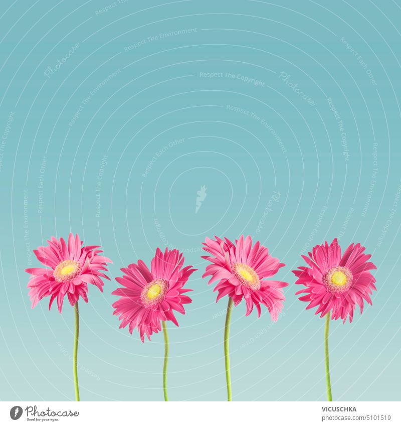 Hübsche rosa Gerbera-Gänseblümchen auf blauem Hintergrund, Vorderansicht. Bordüre hübsch Margeriten Borte Feiertag Muttertag romantisch Objekt Blütenblatt Flora