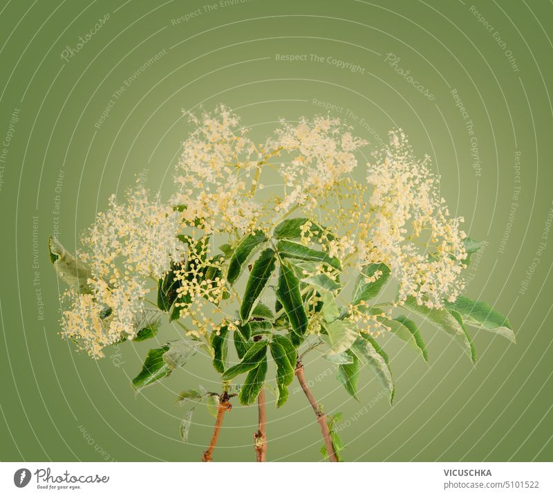 Holunderblütenstrauß mit Blättern auf grünem Hintergrund Haufen Objekt wild Medizin Zweig Pflanze Gesundheit Ast Saison Blüte Blatt Blume sambucus