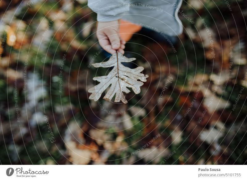 Kind hält frostiges Eichenblatt Blattgrün Blätter Halt Beteiligung Hand natürlich frisch Pflanze Nahaufnahme Person Natur Hintergrund Frost Winter Farbfoto kalt