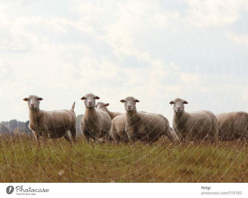 WAS willst du....??? Umwelt Natur Landschaft Pflanze Tier Himmel Wolken Herbst Schönes Wetter Gras Wiese Nutztier Schaf Schafherde Herde beobachten Blick stehen