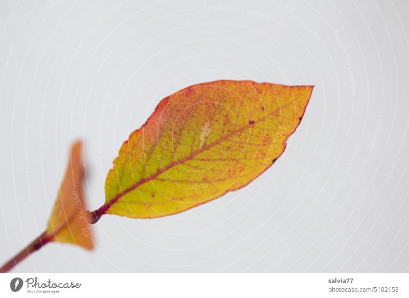 Blatt mit Herbstfärbung vor weißem Hintergrund Winter Heidelbeerblätter Pflanze Farbfoto Hintergrund neutral Kontrast Menschenleer Natur Textfreiraum unten
