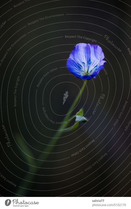 leuchtend blaue Leinblüte vor dunklem Hintergrund Blume Blüte Makroaufnahme Pflanze Natur Blühend schön zart ästhetisch Menschenleer Duft Farbfoto Nahaufnahme