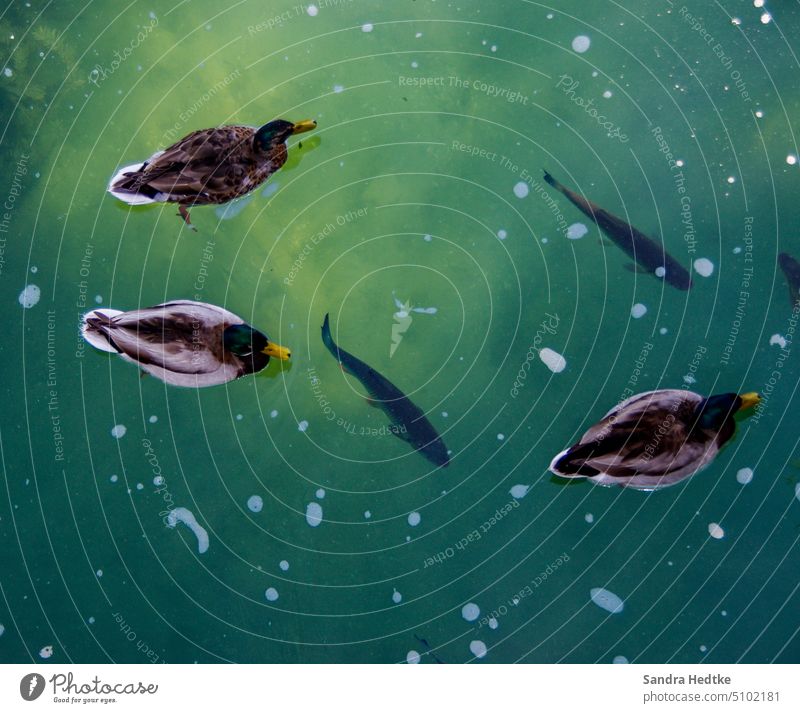 Über und unter Wasser Enten fische Teich Natur Außenaufnahme Farbfoto Umwelt Fische Tiergruppe Menschenleer