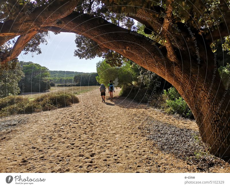Trekking Tour auf der Insel Menorca Balearen Europa Tourismus Ferien & Urlaub & Reisen Spanien wandern trekking Natur Landschaft Sommer Außenaufnahme Bäume
