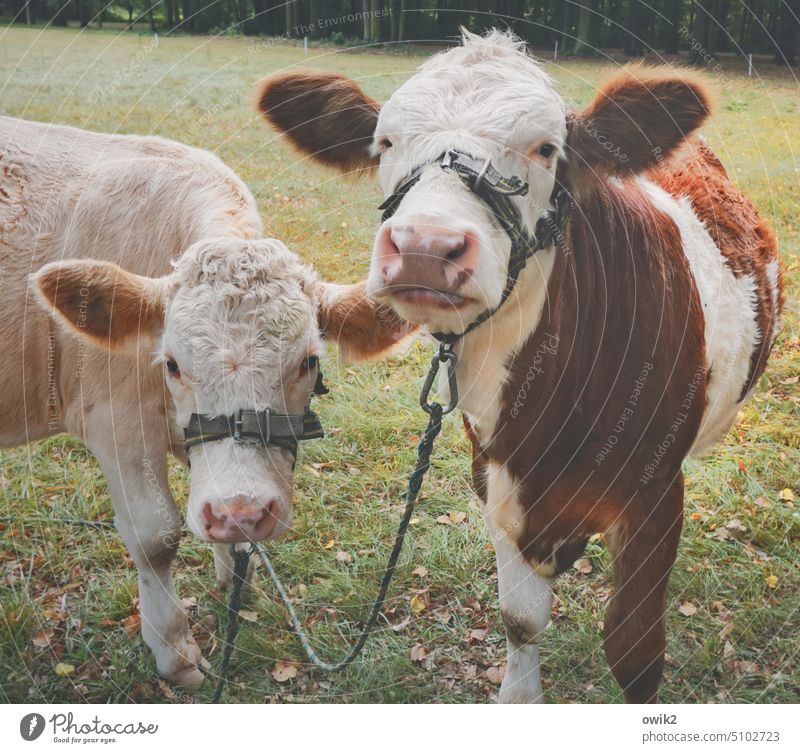 Verbandelt Jungbullen Tierporträt Tierpaar zwei Rinder Ochsen zottig beobachten Tiergesicht Blick Blick in die Kamera Außenaufnahme Neugier schauen blicken