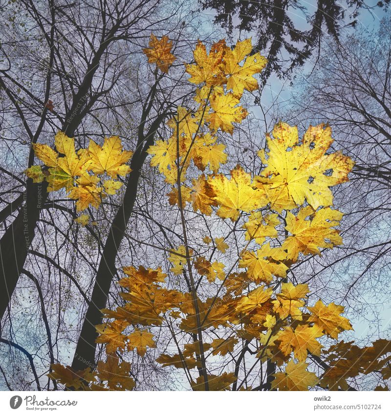 Herbst von unten Herbstlaub Herbstfärbung Baldachin Zweige u. Äste Blatt Blätterdach Ahorn Ahornblatt Licht Kontrast Totale Blitzlichtaufnahme Dämmerung