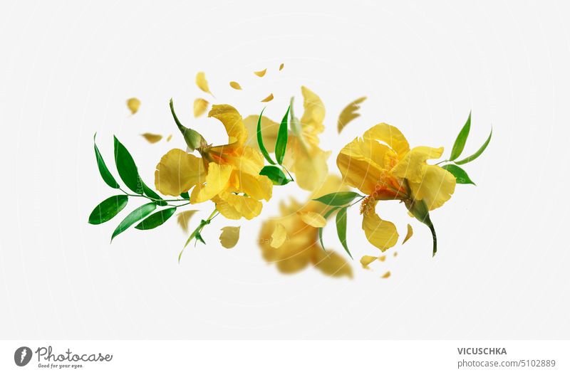 Floral Zusammensetzung mit gelben fliegenden Iris Blumen und Blütenblätter auf weißem Hintergrund.  Kreative florale Levitation Konzept. Vorderansicht. geblümt