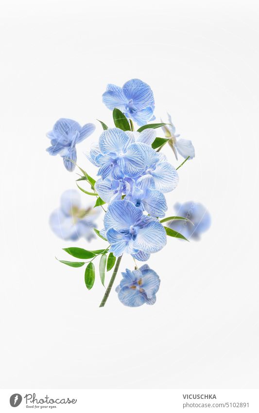 Fliegende blaue Orchidee Blumen Zusammensetzung auf weißem Hintergrund. Schöne Blumen Arrangement. Floral Levitation Konzept. Vorderansicht. fliegen