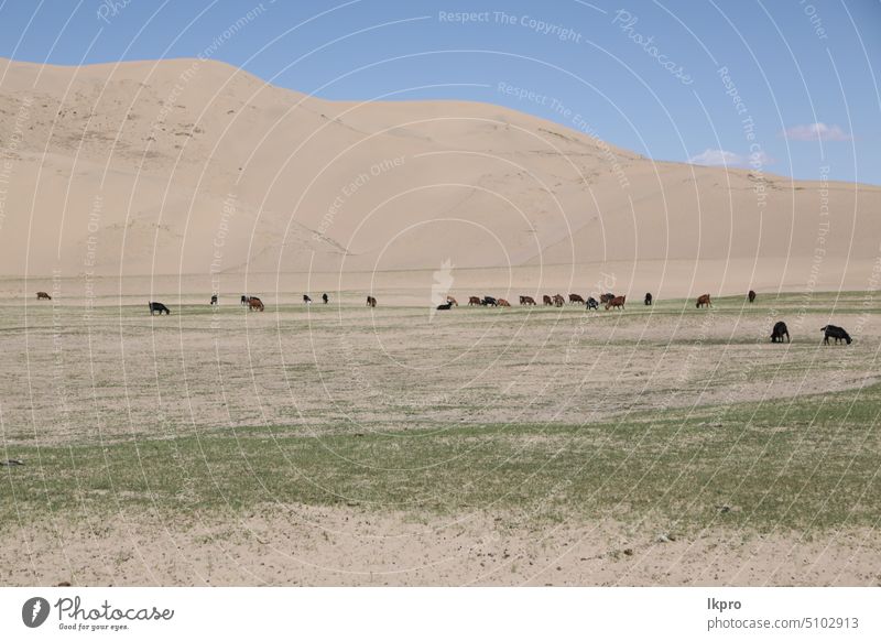 im Land der Mongolei die Natur Lager kasachisch Nomade wüst Spaziergang riesig Park Hügel trocken Reise idyllisch Landschaft ulaanbaatar Kultur Umwelt grün