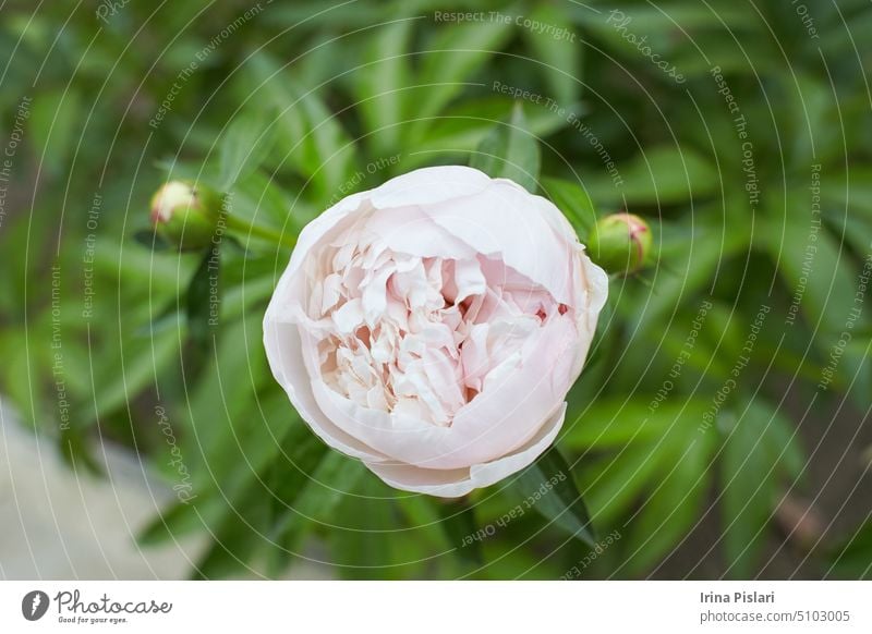 Weiße Blüten der Pfingstrose im Garten. Sommer und Frühling. schön Blütezeit Überstrahlung Blühend botanisch Botanik Blumenstrauß Ast hell Blütenknospen Haufen