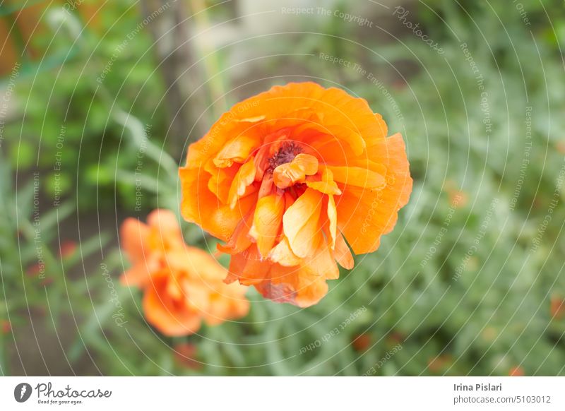 Orangefarbene Blüten von Papaver rupifragum Double Tangerine Gem Poppy Double Tangerine Gem im Garten. Sommer und Frühling. Ackerbau Hintergrund Schönheit