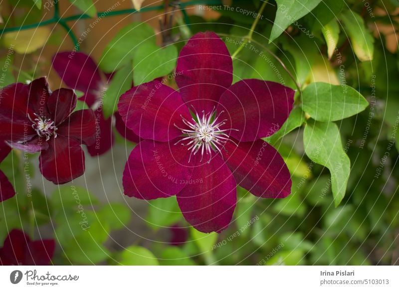 Rote Blüten von Clematis viticella im Garten. Sommer und Frühling. Überstrahlung Blühend botanisch Botanik Blumenstrauß Ast hell Blütenknospen Haufen Sauberkeit