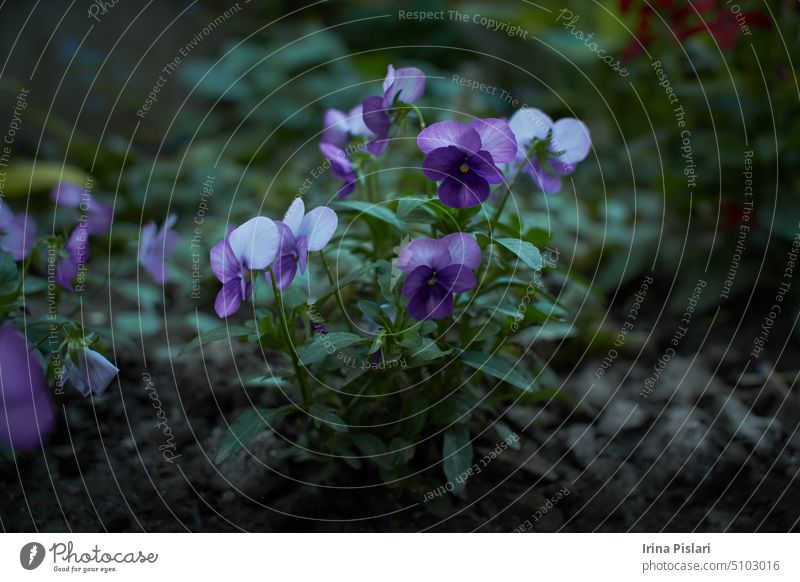 Rosa-weiße Blüte des Stiefmütterchens, Viola cornuta, im Garten. Sommer und Frühling. Blütezeit Überstrahlung Blühend botanisch Botanik Blumenstrauß Ast hell