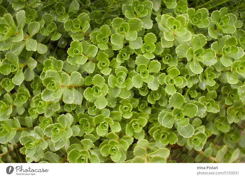 Grüne Pflanze der Fetthenne 'John Creech', Sedum Spurium Summer Glory Dachbegrünung im Garten. Sommer und Frühling. Blütezeit Überstrahlung Blühend botanisch