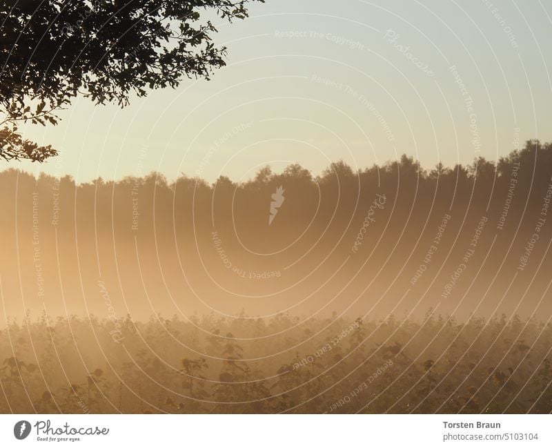 Morgenrot – Sonnenblumenfeld leuchtet im Morgennebel, Mischwald im Hintergrund – 100 m³ Kohlendioxid pro Tag und Pflanze Morgendämmerung Sonnenaufgang Licht