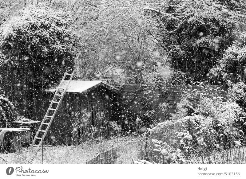 Schneegestöber - Dicke Schneeflocken fallen auf Bäume, Sträucher und ein Gartenhaus mit Leiter Schneefall Winter Kälte Baum Strauch Flocken Zaun eingeschneit