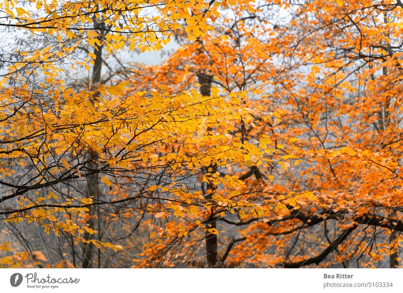 Goldene Herbstblätter an Bäumen Odenwald Wald Natur Landschaft Außenaufnahme Baum Umwelt Farbfoto Menschenleer Pflanze natürlich Herbstlicht herbstlich